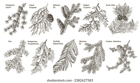 Coniferous plants branches vector set