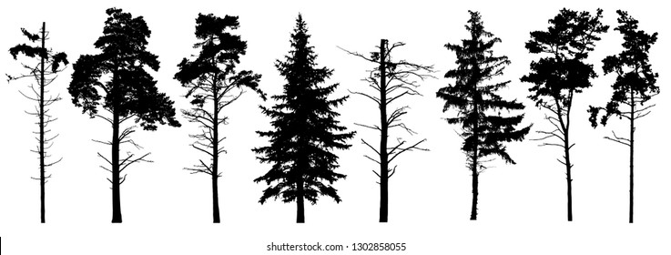 Coniferous Set Evergreen Tree With Branches Knots Sticks In Winter. Forest Trees Silhouette. Isolated Vector Set. Christmas Tree, Cedar, Fir-tree, Pine, Pine-tree, Scotch Fir