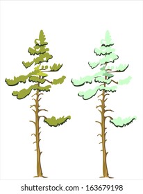 coniferous tree