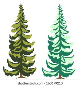 coniferous tree
