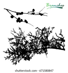 Coniferous tree, branch with cones. Plants silhouette.Detailed vector illustration.