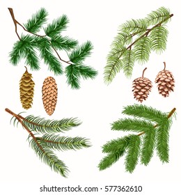 Coniferous tree branches with strobiles vector poster on white. Isolated four branches of evergreen woods with many greenish needles and four long and short pinecones collection in flat design.