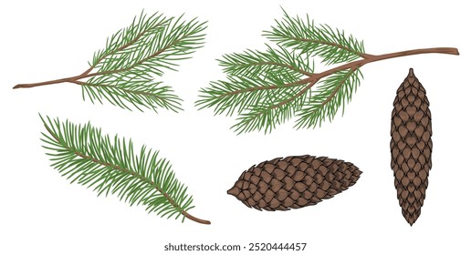 Conjunto de Elementos de coníferas colorido con conos y ramas de abeto para el diseño de libros sobre botánica y Ilustración vectorial de árboles de hoja perenne