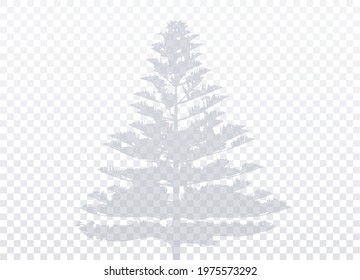 Coniferous tree shadow isolated on transparent background. Vector realistic. Natural silhouette without blurring. (Araucaria heterophylla, Polynesian pine, Norfolk Island pine). Vector EPS10. 