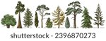 Coniferous trees of different types