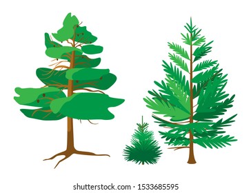 Coniferous trees pine spruce and small Christmas tree. Forever green trees on a white background. Vector illustration.