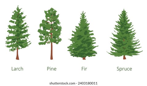 coniferous trees set, larch, pine, fir, spruce, color vector illustration isolated on white background