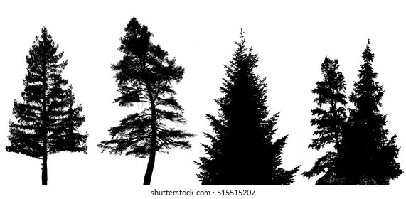 Set Twenty One Different Silhouettes Pine Stock Vector (Royalty Free ...