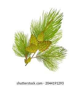 Coniferous winter plant vector illustration. Green pinus branch. Natural twig isolated on white background. 
