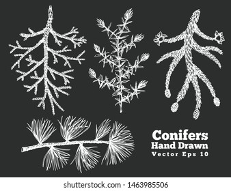 Conifers hand drawn branches vector illustrations set. Vintage style. Botanical illustrations on chalk board