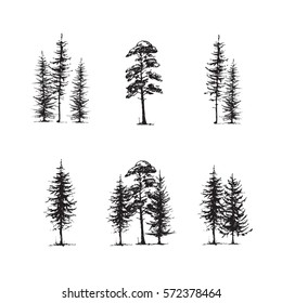  Conifers sketch set, hand drawing graphic forest, isolated vector illustration, silhouette elements black and white