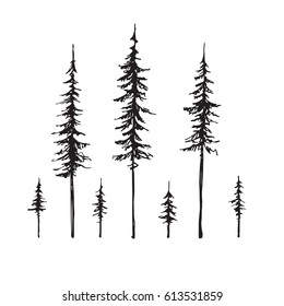  Conifers sketch set, hand drawing graphic forest, isolated vector illustration, silhouette elements black and white