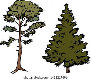 Conifers spruce pine white background hand drawn vector