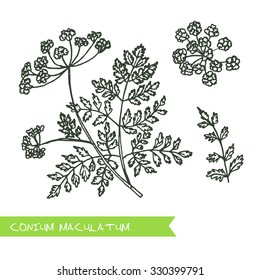 Conium maculatum - Siberian herbs. Handdrawn Illustration - Health and Nature Set