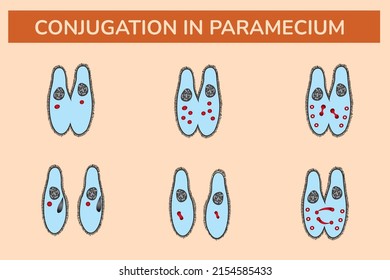 Conjugation In Paramecium Vector Illustration