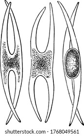 Conjugation stages of desmid algae, vintage line drawing or engraving illustration.