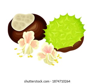 Conker Brown Seed or Nut in Cracked Spiky Shell with Pinky Flowers Rested Nearby Vector Illustration