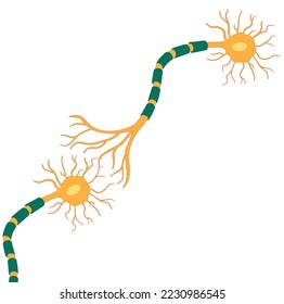 Connected multipolar neuron illustration. Neuorn synapse