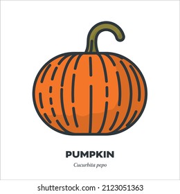 Connecticut Field Pumpkin , Winter squash vegetable icon, outline with color fill style vector illustration