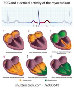 Connection between ECG and electrical activity of the heart