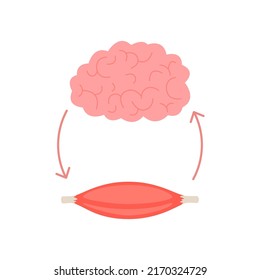 Connection of health brain and muscle fiber, neuromuscular relation. Unity of mental and muscular, growth through smart. Direction transmit impulses and getting response. Vector illustration