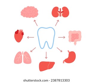 Connection of healthy teeth and internal organs. Relation of human tooth and brain, kidneys, intestine, stomach, liver, lungs, heart. Impact of dental health and chewing on internal organs. Vector