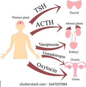 1,010 Pituitary gland Stock Vectors, Images & Vector Art | Shutterstock