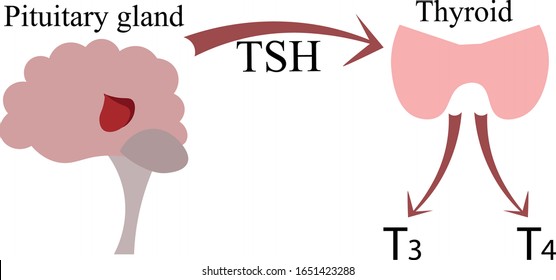 The connection of the pituitary gland and the thyroid gland. Endocrinology poster, scheme. Hormones and nerves.
