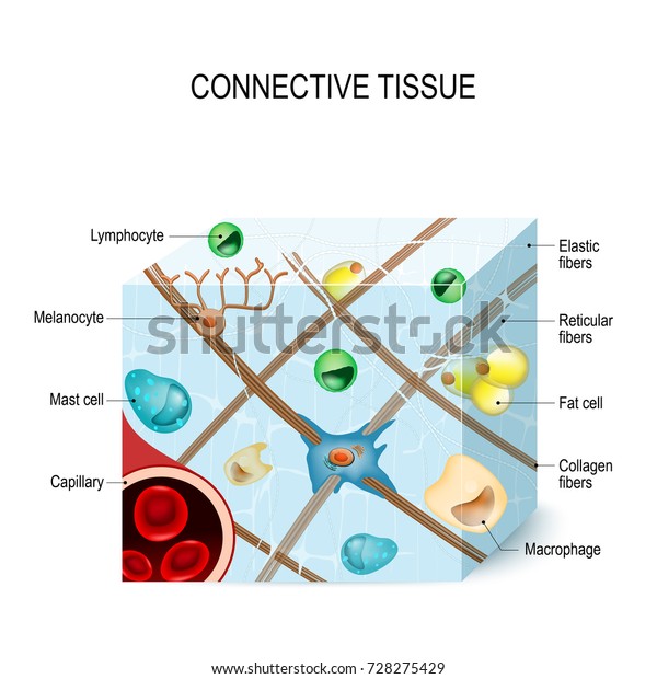 connective tissue.  Illustration showing a\
section of connective tissue with cells (lymphocyte, fat,\
melanocyte, macrophages, mast cell) and fibers (elastic, collagen,\
reticular). Human\
anatomy