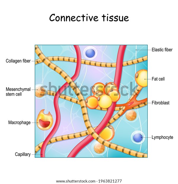 Connective tissue. Structure and anatomy.\
Extracellular matrix, Elastic and Collagen fibers, blood vessel and\
cells: lymphocyte, fibroblast, mesenchymal stem cell and\
Macrophage. Vector\
illustration