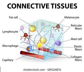 connective tissue that supports, binds, or separates more specialized tissues and organs of the body. Human anatomy