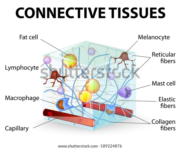 connective tissue\
that supports, binds, or separates more specialized tissues and\
organs of the body. Human\
anatomy