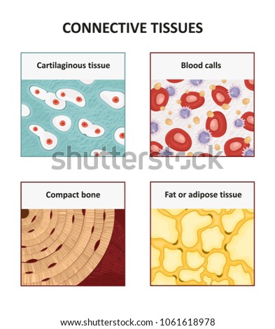 Connective Tissues Human Anatomy Stock Vector (Royalty Free) 1061618978 ...