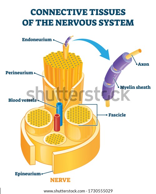 Connective tissues of the nervous system\
educational vector illustration. Labeled scheme with axon, myelin\
sheath, fascicle, blood vessels, or endoneurium location in nerve.\
Explanation info\
diagram.