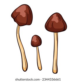 Conocybe Filaris inedible mushroom in cartoon style. Poisonous food sketch. Vector illustration isolated on a white background. Deadly fungus Pholiotina rugosa. Filaria.