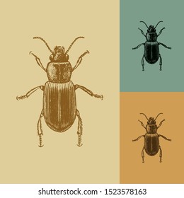 Conoderus beetle vector. Vintage illustration drawing. Applied in colored backgrounds.
