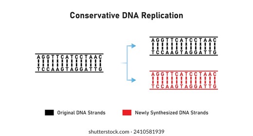 Conservative DNA Replication Scientific Design. Vector Illustration.