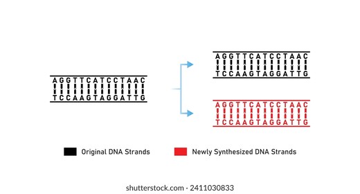 Conservative  DNA Replication Scientific Design. Vector Illustration.