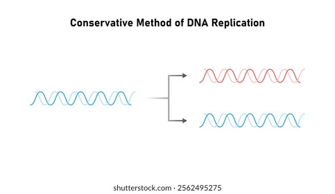 Conservative Method of DNA Replication Science Design. Vector Illustration.