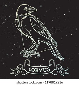 Constellation of Corvus. Black Raven sitting on a banner with a sign. Accurate line drawing isolated on black night sky background with stars. EPS10 vector illustration