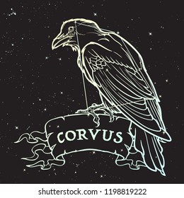 Constellation of Corvus. Black Raven sitting on a banner with a sign. Accurate line drawing isolated on black night sky background with stars. EPS10 vector illustration