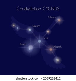 Constellation Сygnus on the background of a dark blue sky. Stars of the northern celestial hemisphere are Deneb, Sadr, Aljanah, Fawaris, Albireo. Outline of the swan. Informative poster. Vector.