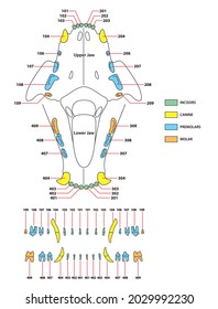 construction of a cats teeth dental formula