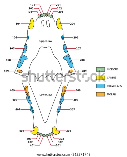 Construction Cats Teeth Dental Formula Stock Vector (Royalty Free ...