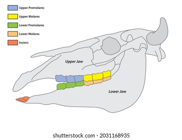 Construction of a cattle tooth dental formula