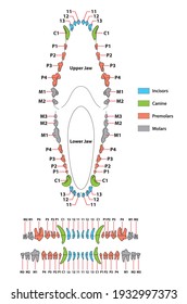 Construction of a dog tooth dental formula 