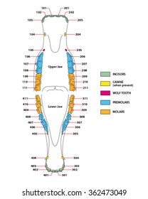 construction of a horse teeth dental formula