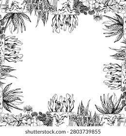 Container grown succulents, crassula clusters, lithops, cactus blooms and upright snake plant, aloe blades. Detailed vector border frame hand drawn in ink. Spa price lists and wellness collateral.