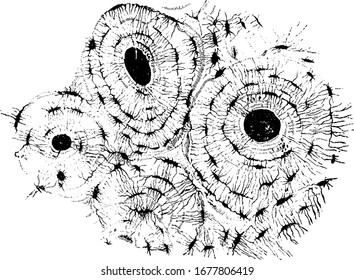 Contains a multitude of small irregular spaces, fusiform in shape, called lacunae. Shown is a transverse section of compact bony tissue of a humerus, vintage line drawing or engraving illustration.