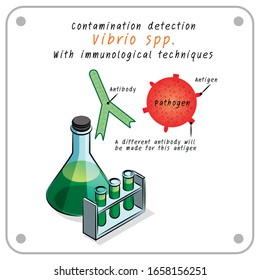 Nachweis der Kontamination Vibrio spp.
mit immunologischen Techniken. Design der Vektorillustration.